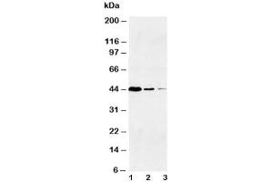 Western blot testing of Caspase-1 antibody and Lane 1:  Jurkat