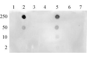 Histone H3K4ac antibody (pAb) tested by dot blot. (Histone 3 anticorps  (acLys4))