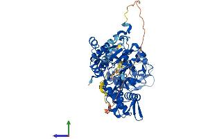 AlphaFold protein structure predicition of Mouse Recombinant Nt5c2 Protein, UniprotID Q3V1L4