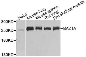 Western blot analysis of extracts of various cell lines, using BAZ1A antibody. (BAZ1A anticorps  (AA 1347-1556))