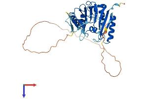 AlphaFold protein structure predicition of Human Recombinant FBL Protein, UniprotID P22087