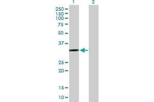 Western Blot analysis of PTGER2 expression in transfected 293T cell line by PTGER2 MaxPab polyclonal antibody.