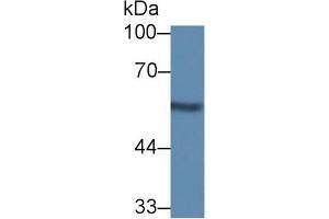 Western Blot; Sample: Rat Kidney lysate; Primary Ab: 1µg/ml Rabbit Anti-Mouse NUCB1 Antibody Second Ab: 0.