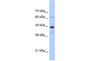NXF1 antibody used at 0. (NXF1 anticorps  (N-Term))
