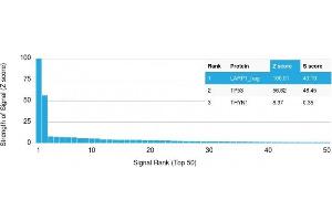 Analysis of Protein Array containing more than 19,000 full-length human proteins using p53 Mouse Monoclonal Antibody (PAb240). (p53 anticorps  (AA 14-389))
