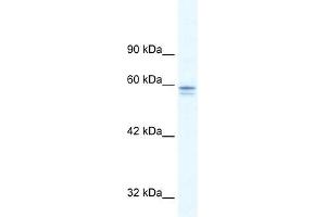 Human HepG2; WB Suggested Anti-MTF1 Antibody Titration: 5. (MTF1 anticorps  (C-Term))