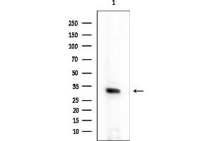 anti-Coiled-Coil-Helix-Coiled-Coil-Helix Domain Containing 6 (CHCHD6) (Internal Region) antibody