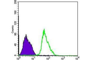 Flow cytometric analysis of PC-2 cells using PRKAA1 mouse mAb (green) and negative control (purple).
