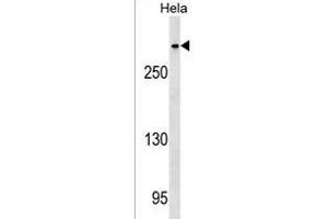 CENPE Antibody (C-term) (ABIN1536958 and ABIN2849491) western blot analysis in Hela cell line lysates (35 μg/lane). (CENPE anticorps  (C-Term))