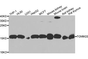 Western blot analysis of extracts of various cell lines, using TOMM20 antibody (ABIN5974102) at 1/1000 dilution. (TOMM20 anticorps)
