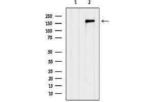 anti-Mitogen-Activated Protein Kinase Kinase Kinase 4 (MAP3K4) (N-Term) antibody