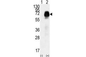 Western Blotting (WB) image for anti-Anti-Mullerian Hormone Receptor, Type II (AMHR2) antibody (ABIN3002999) (AMHR2 anticorps)