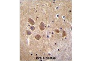 M1 Antibody (Center) 2036c immunohistochemistry analysis in formalin fixed and paraffin embedded human brain tissue followed by peroxidase conjugation of the secondary antibody and DAB staining.