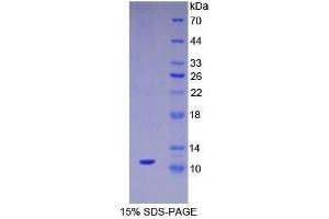 SDS-PAGE (SDS) image for Mucin 2, Oligomeric Mucus/gel-Forming (MUC2) (AA 652-735) protein (His tag) (ABIN2121646)