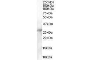 ABIN185321 (1µg/ml) staining of Human Heart lysate (35µg protein in RIPA buffer).