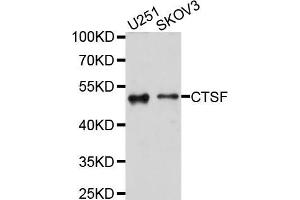 Western blot analysis of extracts of various cell lines, using CTSF antibody (ABIN5997538) at 1/1000 dilution. (Cathepsin F anticorps)