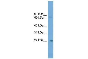 HOM-TES-103 antibody used at 0.