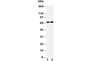 Western blot testing of Lamin B2 antibody and Lane 1:  HeLa;  2: U87 cell lysate (Lamin B2 anticorps  (AA 580-597))