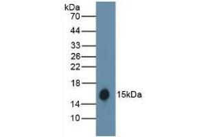 Detection of recombinant HB using Polyclonal Antibody to Hemoglobin (HB) (Hemoglobin anticorps  (APC))