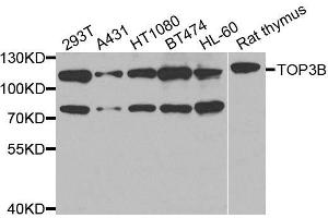 Western blot analysis of extracts of various cell lines, using TOP3B antibody (ABIN5974891) at 1/1000 dilution. (TOP3B anticorps)