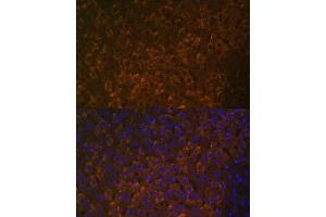 Immunofluorescence analysis of rat liver using UGT1 antibody (ABIN7271193) at dilution of 1:100.