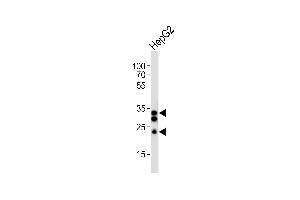 Western blot analysis of lysate from HepG2 cell line, using SULT1A1 Antibody (C-term) (ABIN6243310 and ABIN6577791). (SULT1A1 anticorps  (AA 246-279))