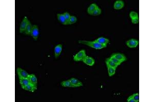 Immunofluorescent analysis of HepG2 cells using ABIN7165414 at dilution of 1:100 and Alexa Fluor 488-congugated AffiniPure Goat Anti-Rabbit IgG(H+L) (FAM151B anticorps  (AA 1-276))