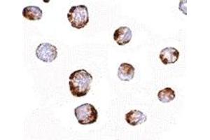 Immunohistochemistry (IHC) image for anti-Histidine Triad Nucleotide Binding Protein 1 (HINT1) (Middle Region) antibody (ABIN1030948) (HINT1 anticorps  (Middle Region))