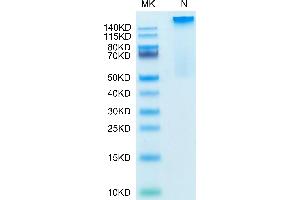 Human HLA-G Complex Tetramer on Tris-Bis PAGE under Non reducing (N) condition.