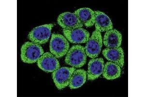 Confocal immunofluorescent analysis of Nucleolin antibody with 293 cells followed by Alexa Fluor 488-conjugated goat anti-mouse lgG (green).
