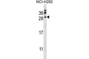 Western Blotting (WB) image for anti-Neurturin (NRTN) antibody (ABIN2997703) (Neurturin anticorps)