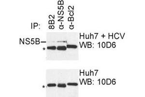 IP was carried out with NS5B specific mAb 8B2 using the lysates of Huh7 cells harboring selectable subgenomic HCV RNA replicon (upper panel) or plain Huh7 cells (lower panel). (HCV 1b NS5B anticorps  (AA 1-14))