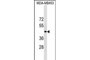 OR1N2 Antibody (N-term) (ABIN1538834 and ABIN2849220) western blot analysis in MDA-M cell line lysates (35 μg/lane). (OR1N2 anticorps  (N-Term))