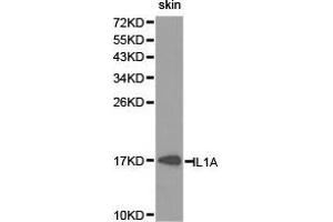Western Blotting (WB) image for anti-Interleukin 1 alpha (IL1A) antibody (ABIN1873200) (IL1A anticorps)