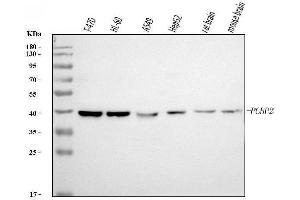 Western blot analysis of PCBP2/hnRNP E2 using anti-PCBP2/hnRNP E2 antibody (ABIN7600448).