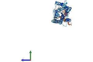AlphaFold protein structure predicition of Human Recombinant OPN1MW Protein, UniprotID P04001
