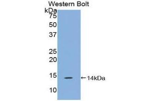 Western Blotting (WB) image for anti-Family with Sequence Similarity 19 (Chemokine (C-C Motif)-Like), Member A4 (FAM19A4) (AA 46-139) antibody (ABIN1858795)