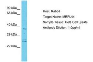 Image no. 1 for anti-Mitochondrial Ribosomal Protein L44 (MRPL44) (C-Term) antibody (ABIN6750659)