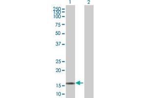 Western Blot analysis of RGS13 expression in transfected 293T cell line by RGS13 MaxPab polyclonal antibody. (RGS13 anticorps  (AA 1-159))