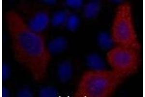 anti-VSV-G Epitope Tag antibody