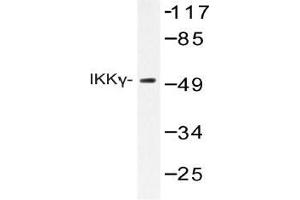Western blot (WB) analysis of IKKgamma antibody in extracts from COS-7. (IKBKG anticorps)