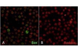 Confocal Immunofluorescence of Human Jurkat cells A. (BAX anticorps  (AA 3-16))
