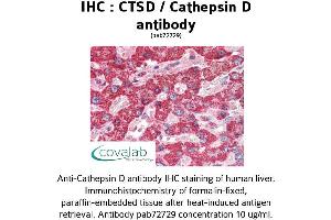 Image no. 1 for anti-Cathepsin D (CTSD) antibody (ABIN2851939) (Cathepsin D anticorps)