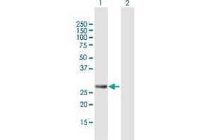 Western Blot analysis of PCGF3 expression in transfected 293T cell line by PCGF3 MaxPab polyclonal antibody. (PCGF3 anticorps  (AA 1-242))