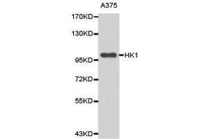 Western Blotting (WB) image for anti-Hexokinase 1 (HK1) antibody (ABIN1873022) (Hexokinase 1 anticorps)