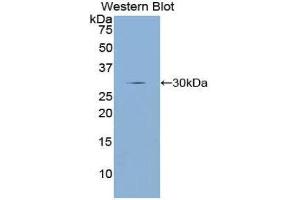 Western Blotting (WB) image for anti-Dopamine Receptor D2 (DRD2) (AA 194-421) antibody (ABIN1858666) (Dopamine d2 Receptor anticorps  (AA 194-421))