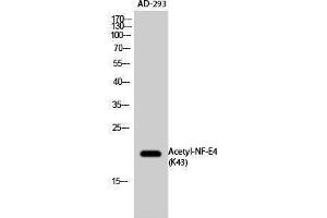 Western Blotting (WB) image for anti-Transcription Factor NF-E4 (NFE4) (acLys43) antibody (ABIN3188029) (NFE4 anticorps  (acLys43))