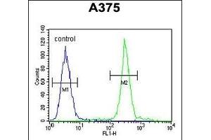ARL8A Antibody (Center) (ABIN654121 and ABIN2843998) flow cytometric analysis of  cells (right histogram) compared to a negative control cell (left histogram). (ARL8A anticorps  (AA 116-142))