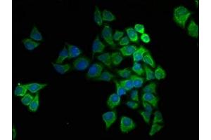 Immunofluorescence staining of Hela cells with ABIN7149167 at 1:166, counter-stained with DAPI. (COX5A anticorps  (AA 42-150))