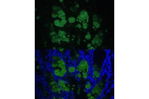 Immunofluorescence analysis of mouse colon using CLC Polyclonal Antibody (5041) at dilution of 1:100 (40x lens).